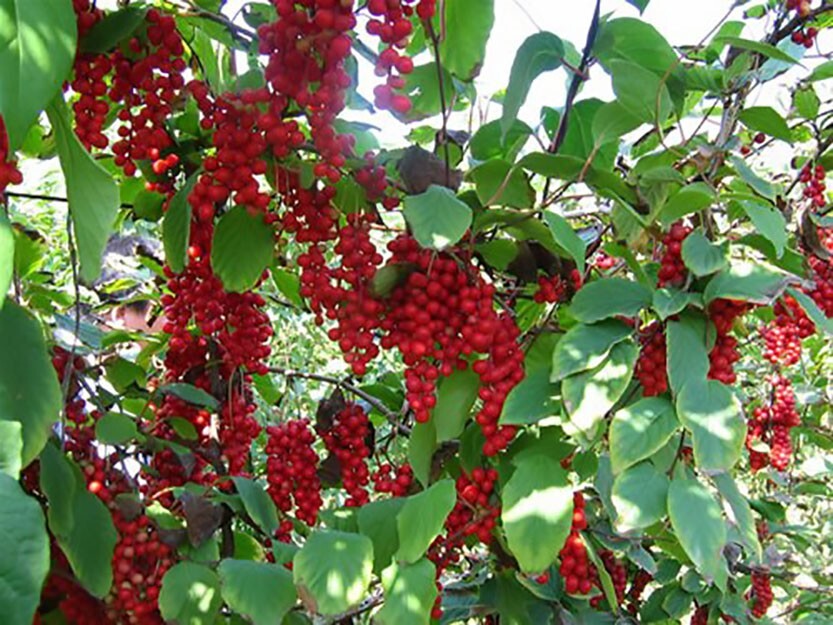 Chinese Magnolia, Schisandra chinensis, Vine Seeds