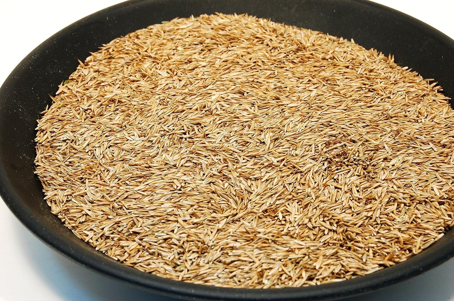 Kentucky 31 Tall Fescue Grass Seed 10lbs – Durable, GMO Free & State Certified