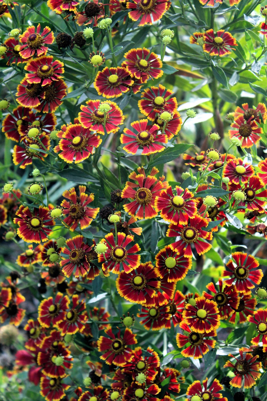 100 HELENIUM AUTUMN LEAVES Mix Helenium Autumnale Sneezeweed Flower Seeds