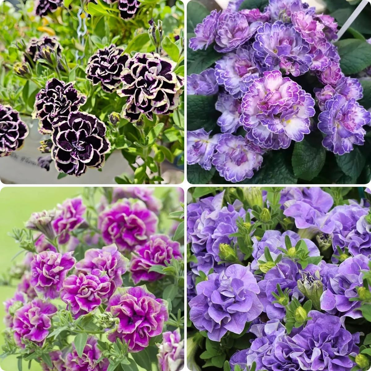 Petunia Seeds (300 PCS) – Low-Maintenance Ornamental, Heat-Tolerant & Long-Bloom