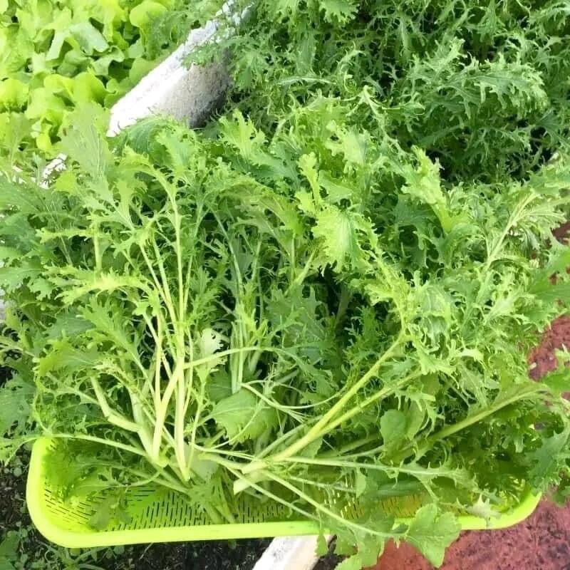 Cai Ngot Duoi Phung Xanh 1000 seeds + 500 Free, easy to Grow Cải Đuôi Phụng