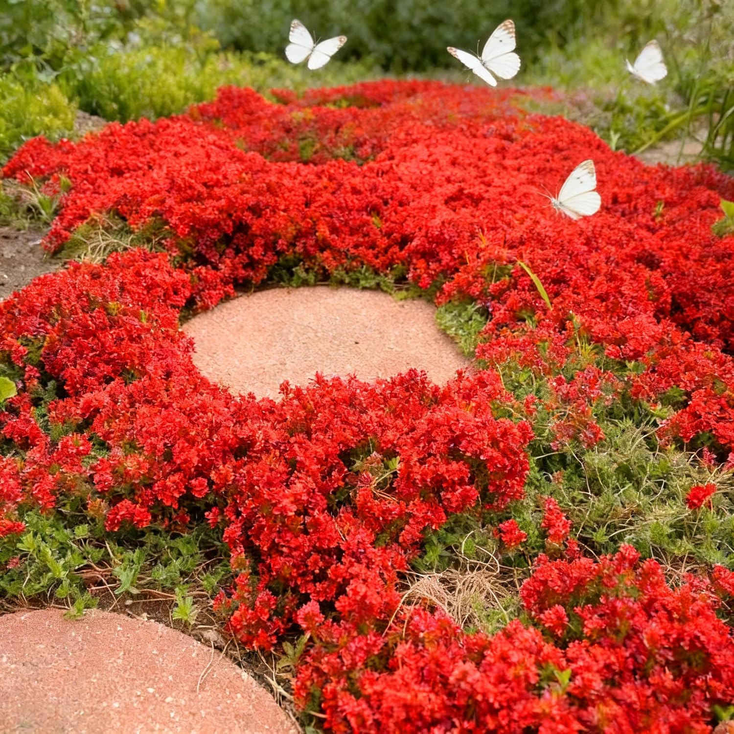 Mix Creeping Thyme Ground Cover Flower Seeds for Planting, 20000+Pcs Perennial C