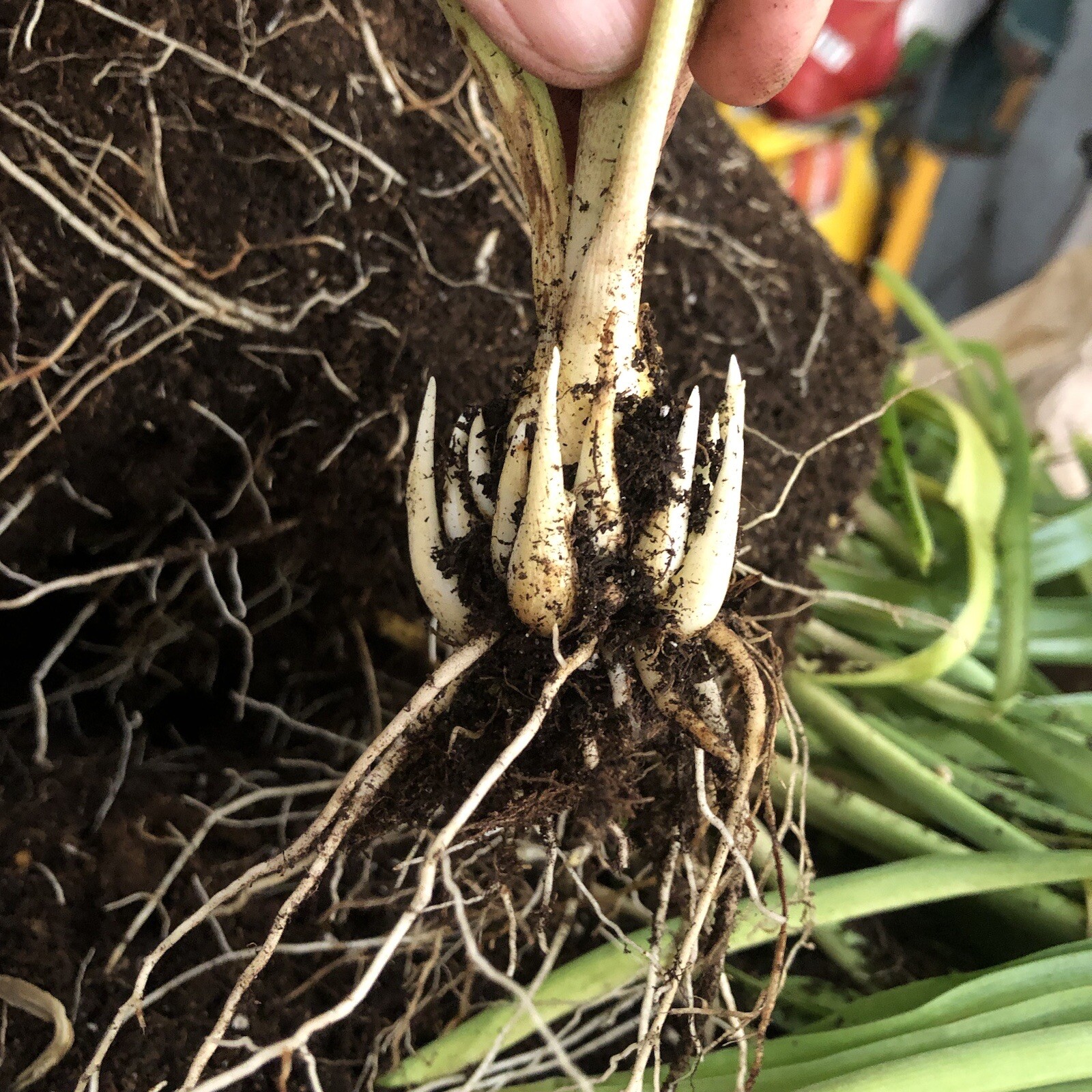 Tuberose bulbs double Pearl (Polianthus) Bare root plants set of 8+ Bubbletts