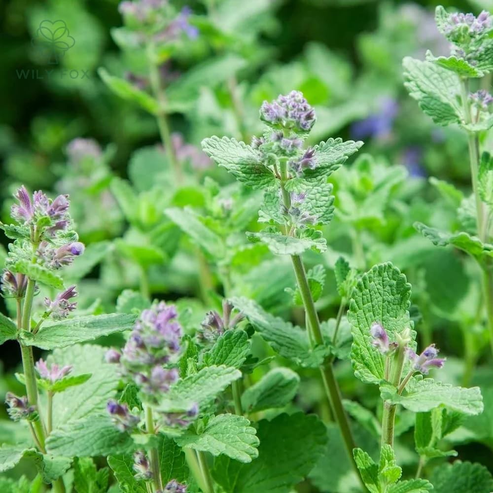 Premium Catnip Seeds for Planting Nepeta cataria – 2500+ Heirloom, Non GMO Ca…
