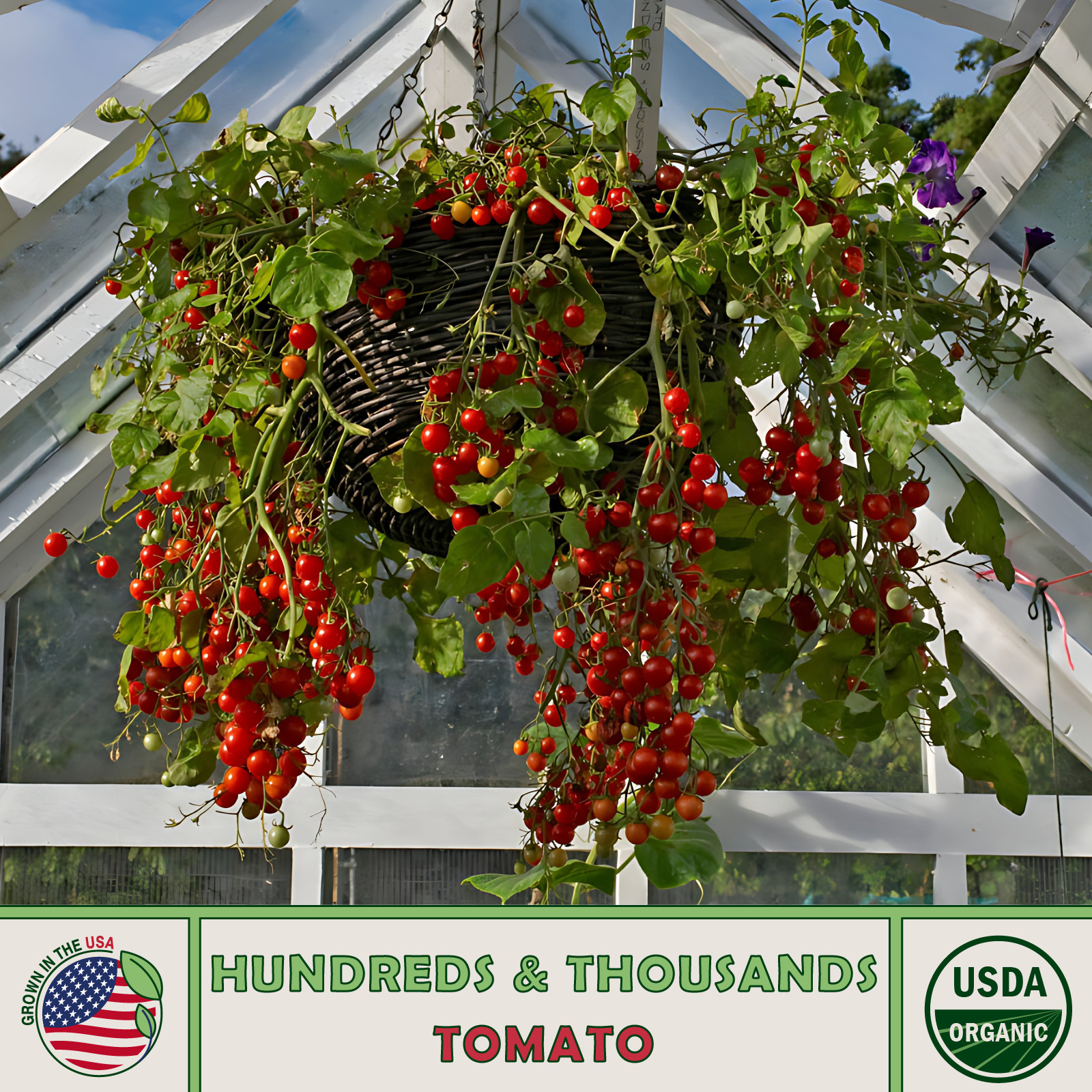 10 Hundreds and Thousands Tomato Seeds, Organic, Open-Pollinated, Non-GMO