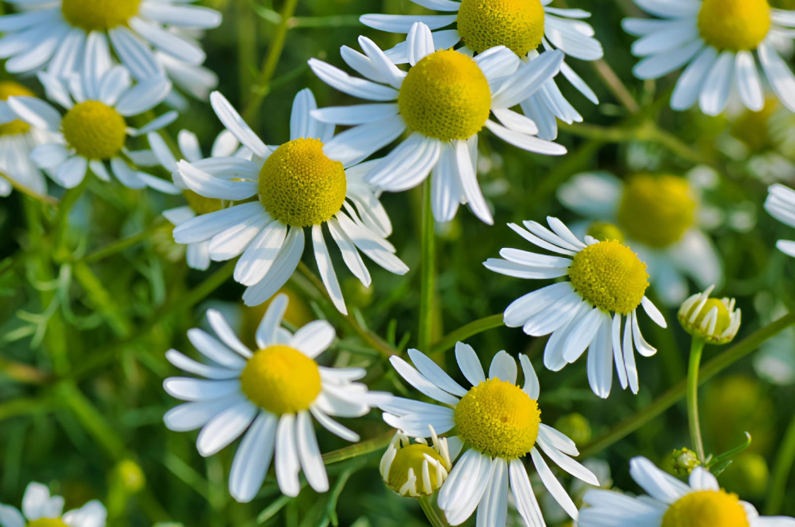 6,500 Organic German Chamomile Seeds – Matricaria chamomilla Calming Herbal Tea