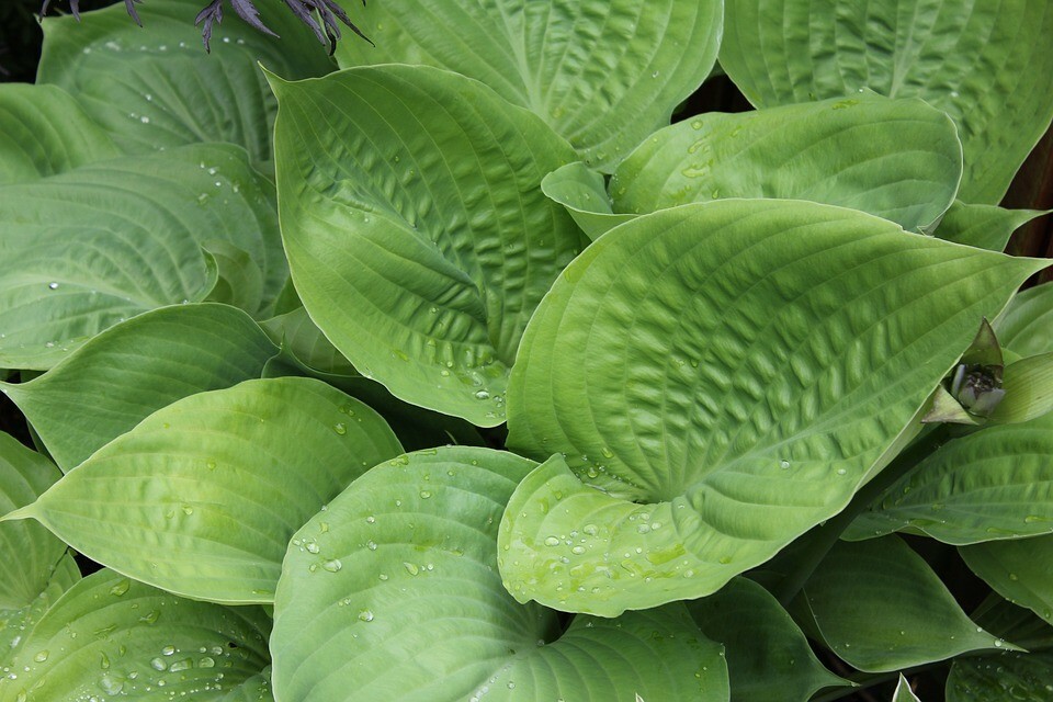 25 Green Hosta Seeds