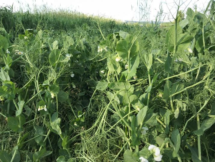 Keystone Winter Pea Seed