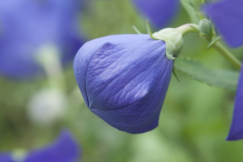 Balloon Flower, Platycodon Grandiflorus Seeds Purple