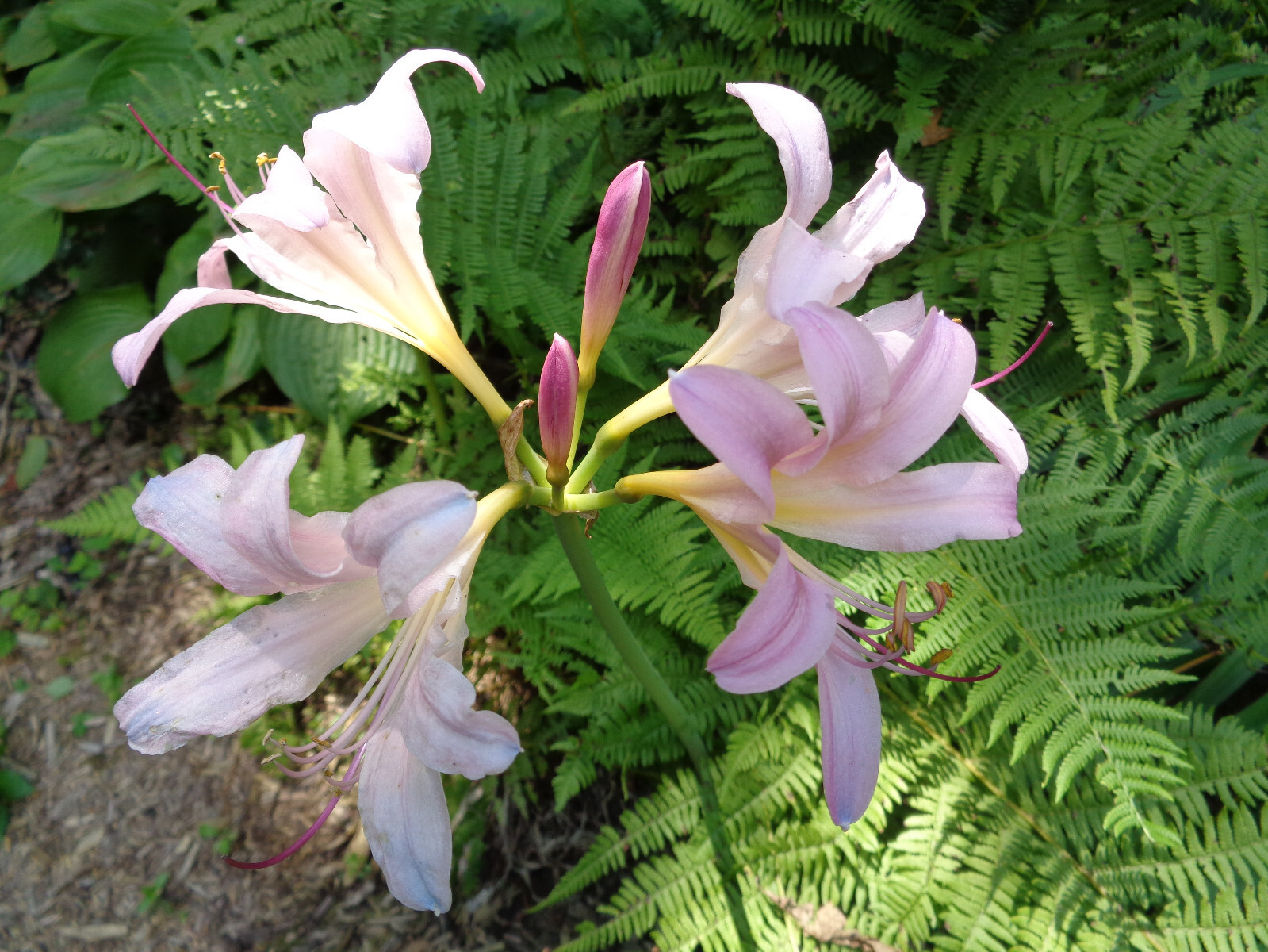 6 BULBS PINK MAGIC SURPRISE LILY Autumn Lycoris squamigera Hardy Amaryllis READ*