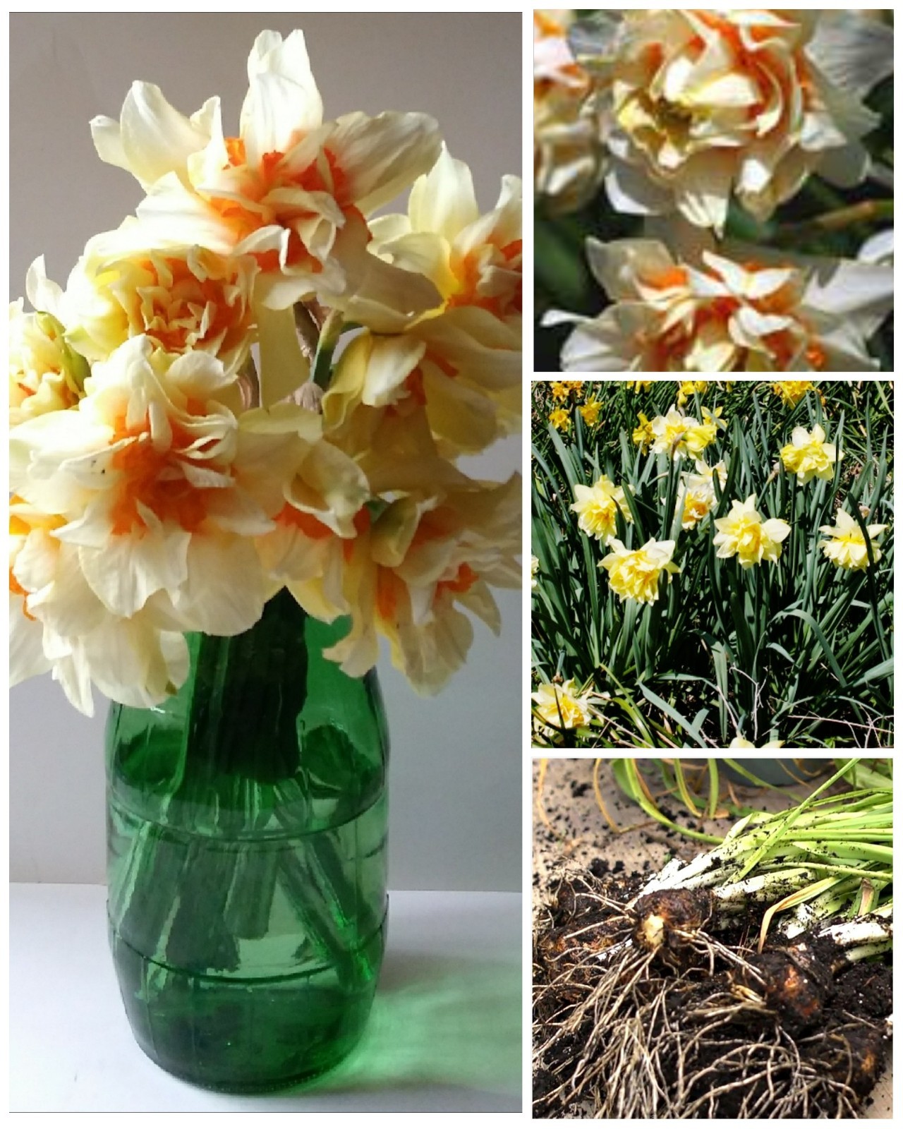 10 Blooming Size Heirloom Orange Phoenix Double Daffodil Bulbs