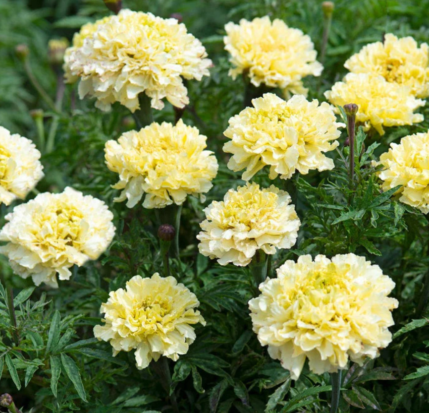 African Marigold SUN & MOON Mix Mandarin Orange + Moonlight White 100 Seeds!