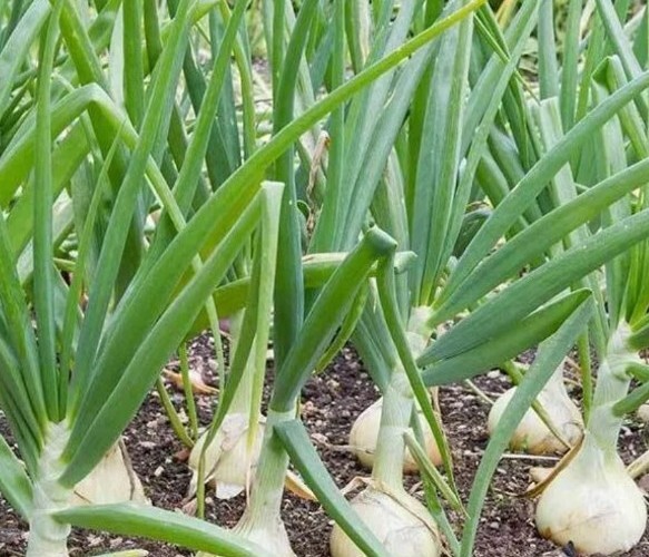 20+ Treated Vidalia Sweet Onion Seeds Non-GMO Heirloom USA seller