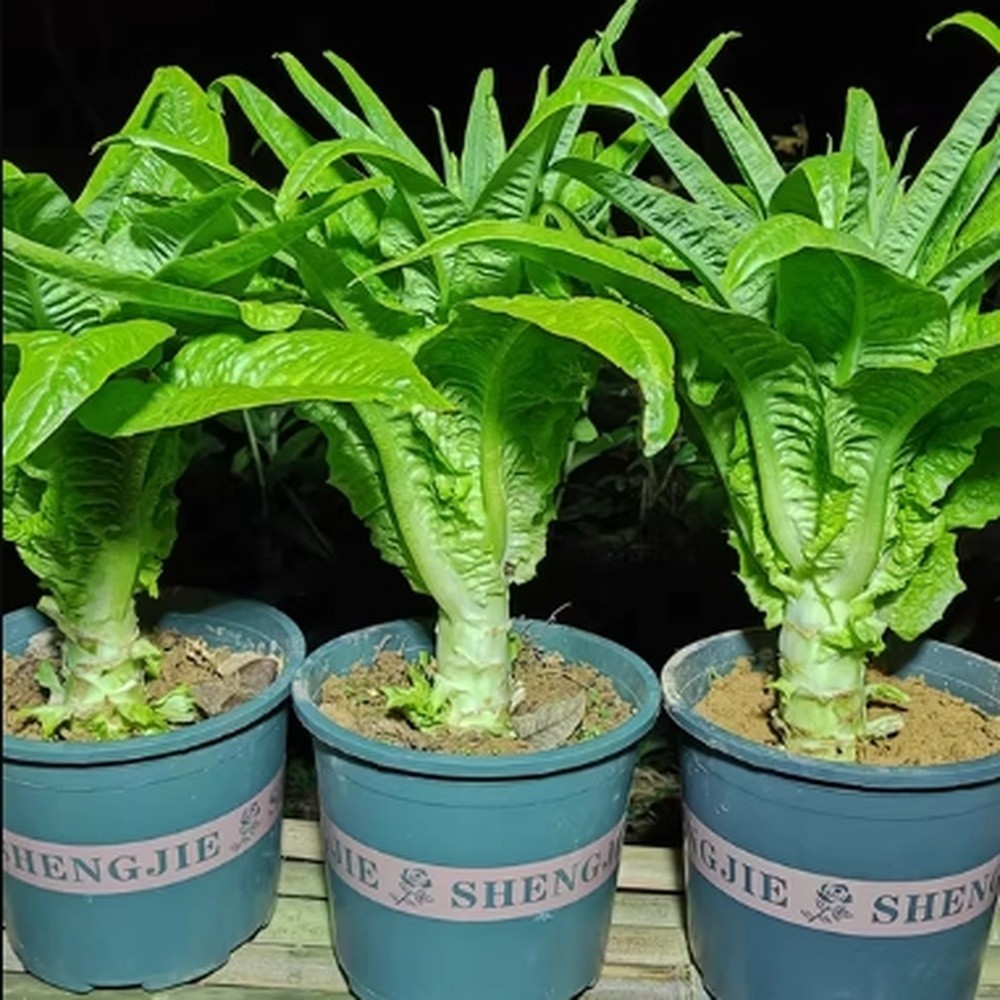 Lettuce Seeds Stem Lettuce Seeds Crisp Green Heirloom 50/100 Pcs（Seeds only）