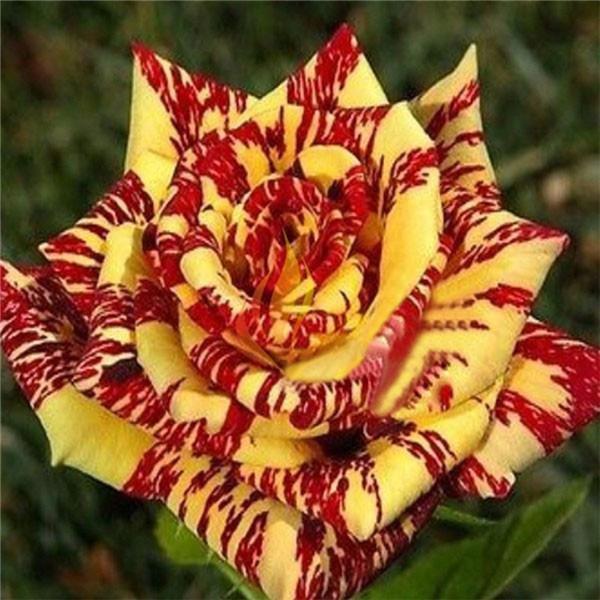 25 PACK STRIPED hybrid ROSE SEEDS for germination garden flower bed plant bush