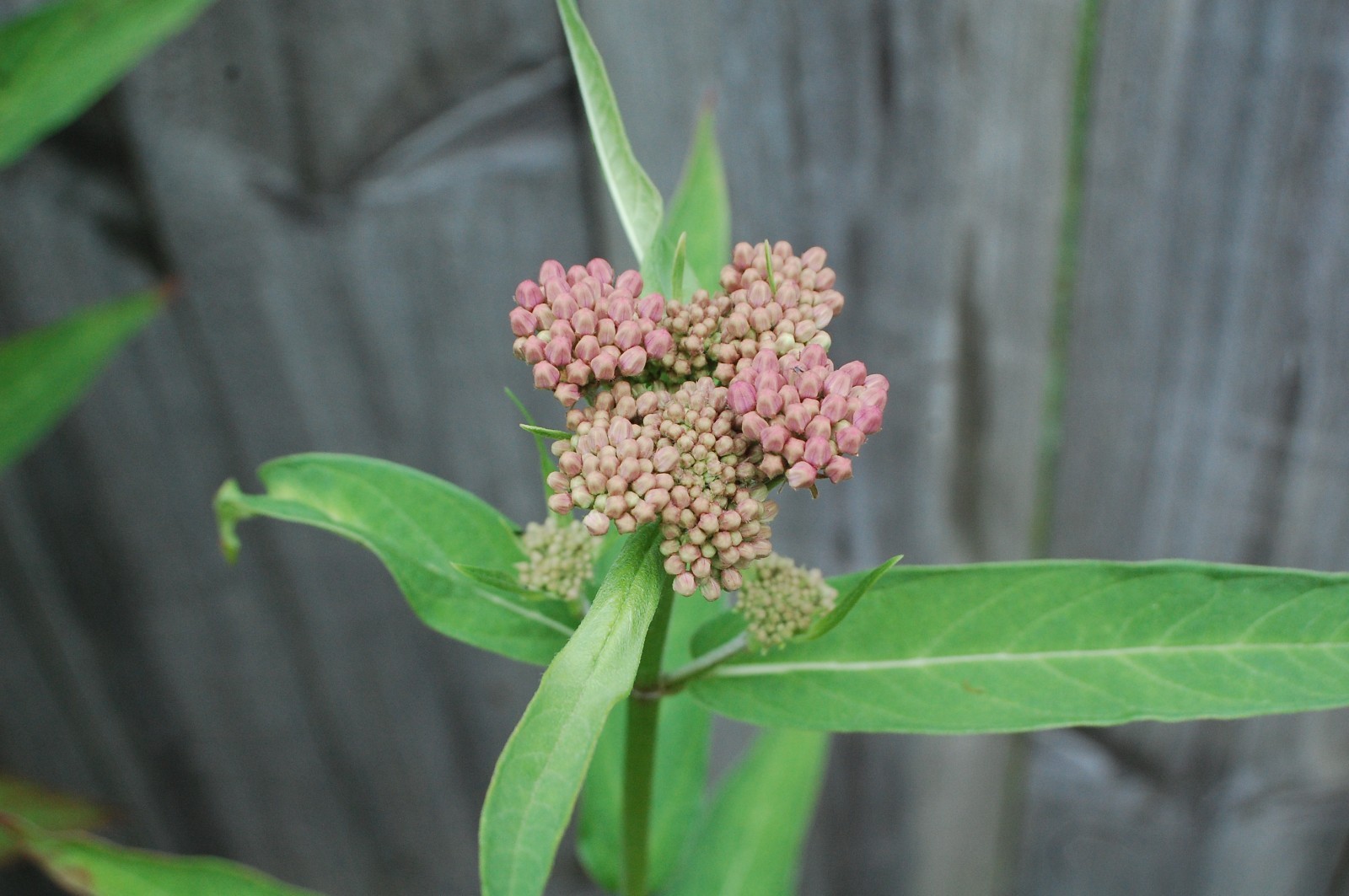 1 GRAM +Pink Swamp Milkweed/NATIVE NE US/Asclepius Incarnata/ORGANIC