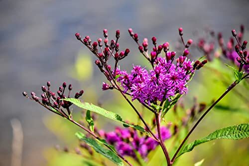 Iron Weed Seeds (Vernonia gigantea, Vernonia fasiculata) 100 Seeds (0.2 Grams)