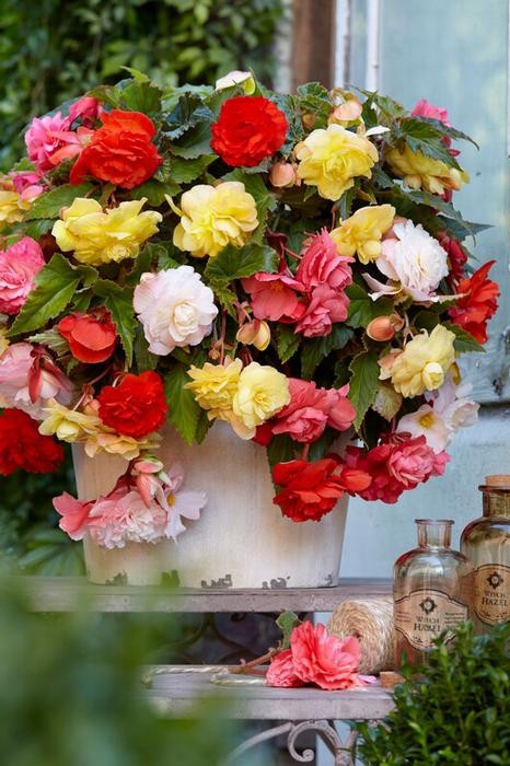Odorata Double Mix Begonias Flowers 1- Bulb