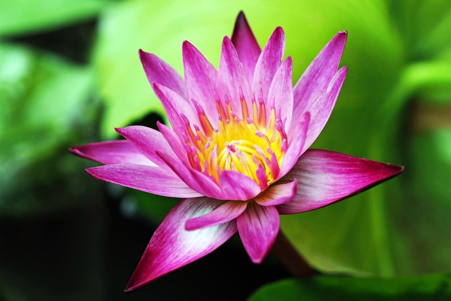 30 Heirloom Mixed Water Lily & Lotus Seeds – Attract Pollinators to Your Pond