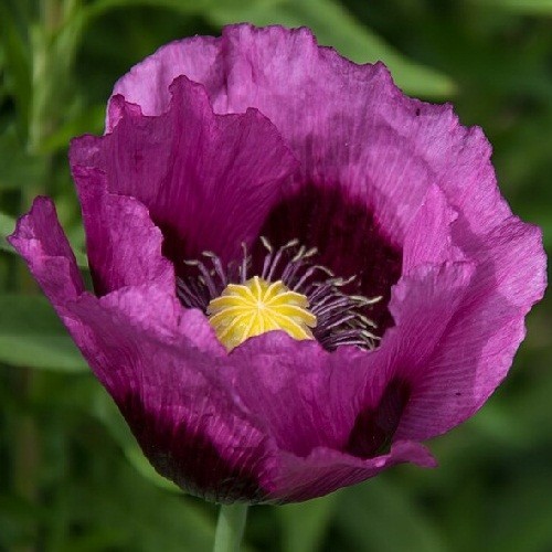 2,500 Authentic Heirloom Lauren’s Grape Non-GMO Papavaer Somniferum Poppy Seeds