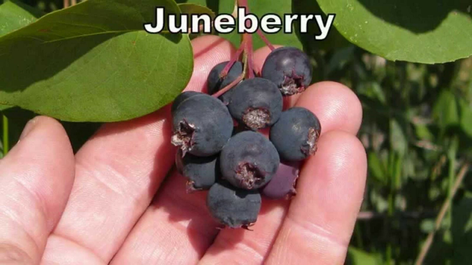 Saskatoon Serviceberry 8-12″ tall 1-2 y.o. (Amelanchier) Bare Root Juneberry