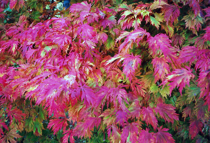 Full Moon Maple, Acer japonicum, Tree Seeds (Fall Color, Bonsai, Hardy, Easy)
