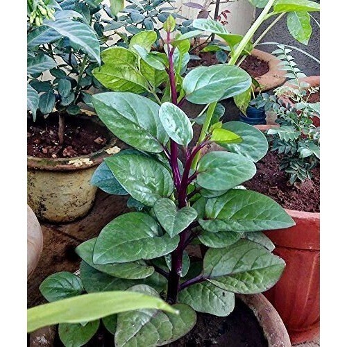 Red Stem Malabar Spinach Seeds Heat Tolerant, non bolting