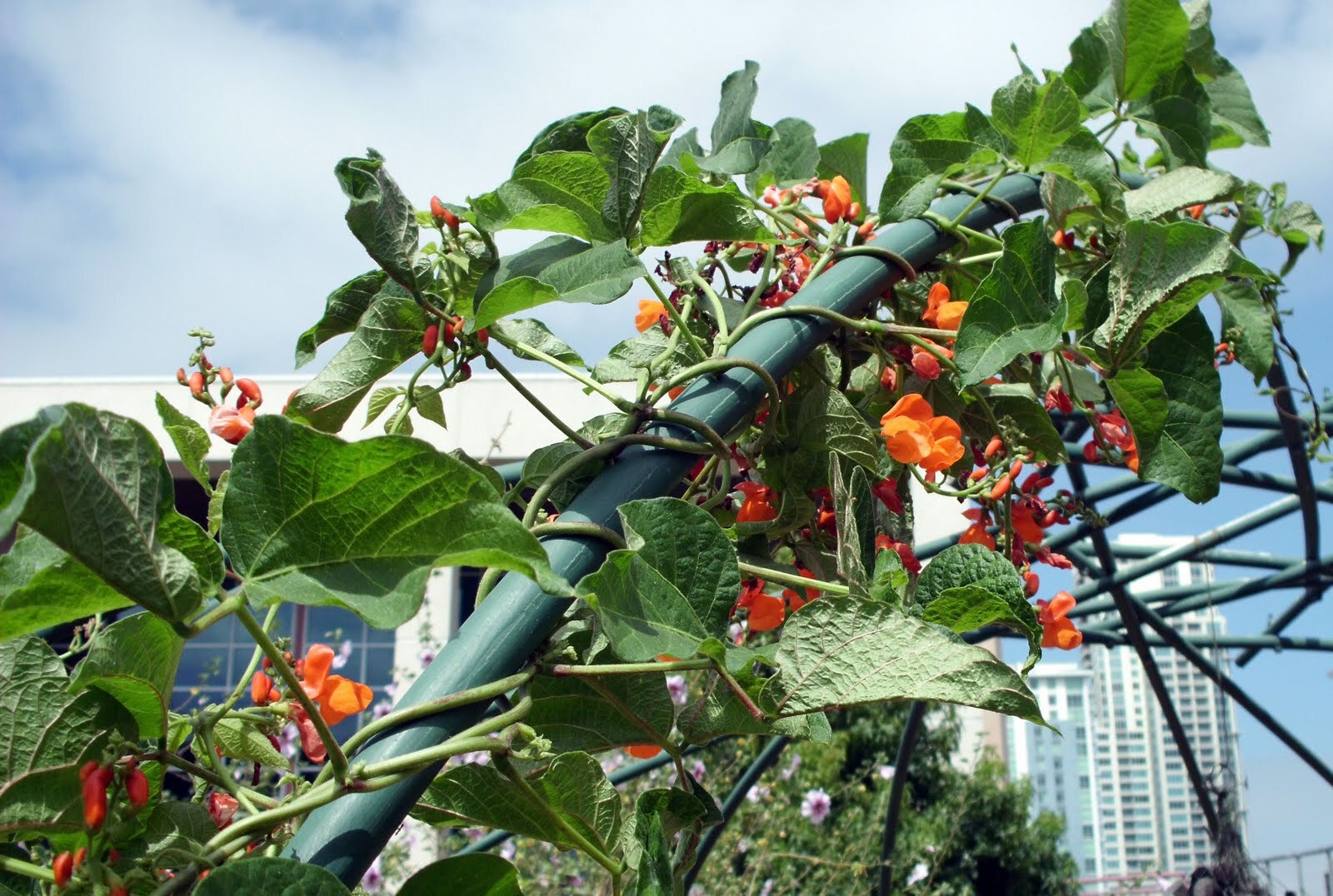 Scarlet Runner Beans, Non GMO – Heirloom, EDIBLE & ORNAMENTAL, AWESOME RED COLOR