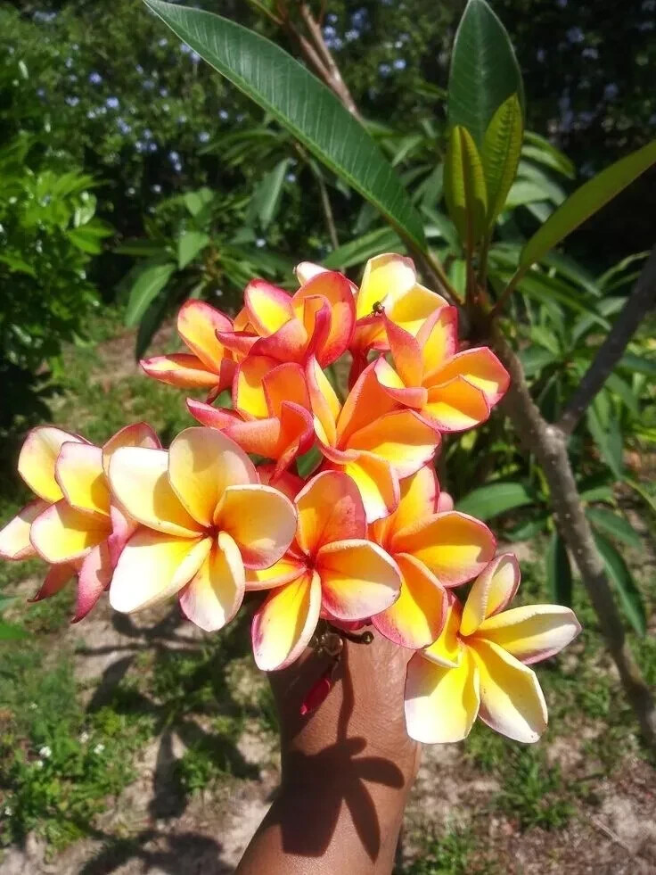 5 Salmon Brown Plumeria Seeds Perennial Flowers Flower Frangipani US SELLER