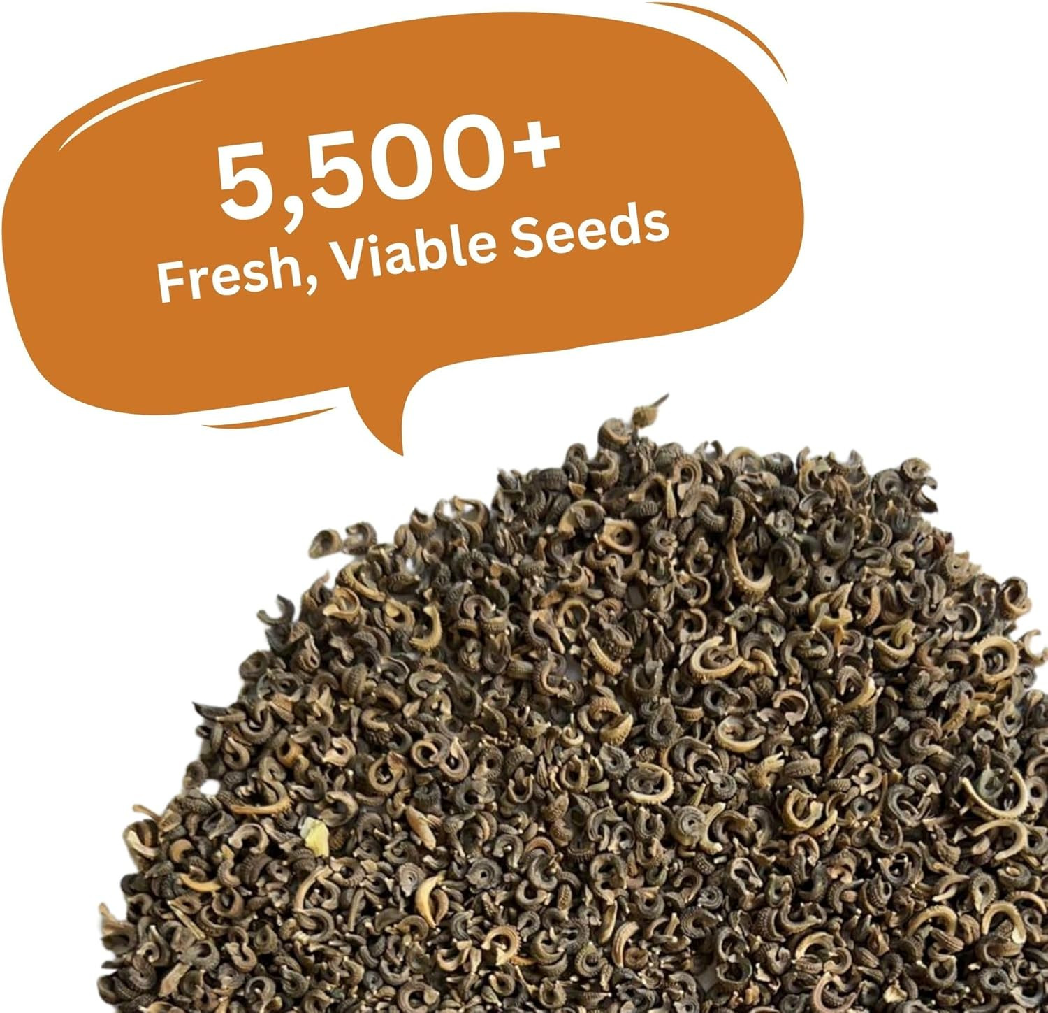 Calendula Seeds Pacific Beauty Mix – 3,000+ Seeds – 1 Oz Bulk Extra Large Reseal