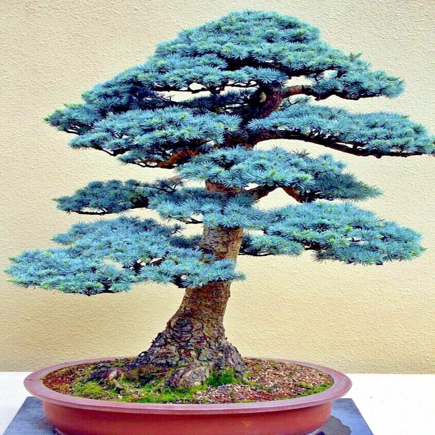 COLORADO BLUE SPRUCE TREE SEEDS (Picea pungens) “Glauca” Cold Hardy Bonsai Plant