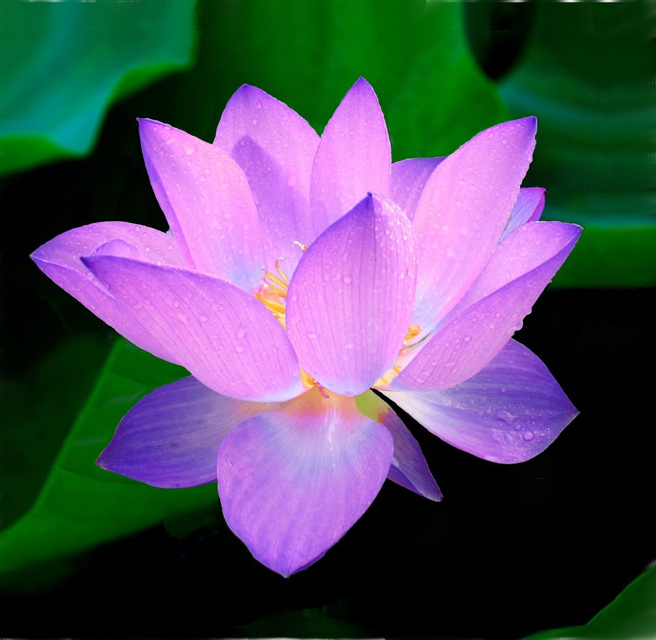 60 Pcs Mix Bonsai Bowl Lotus Seeds Water Lilys Flower Plant Lotus Seeds