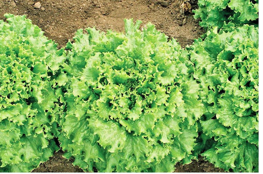 600+GREEN ICE Lettuce Seeds Organic Vegetable Spring Fall Garden Container Easy