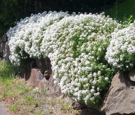 CANDYTUFT WHITE EVERGREEN PERENNIAL Iberis Sempervirens – 100 Seeds