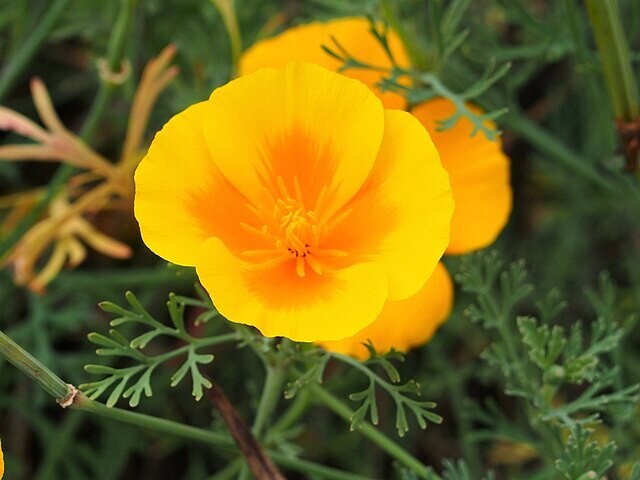 Eschscholzia californica subsp. mexicana | Mexican Gold Poppy | 10 Seeds