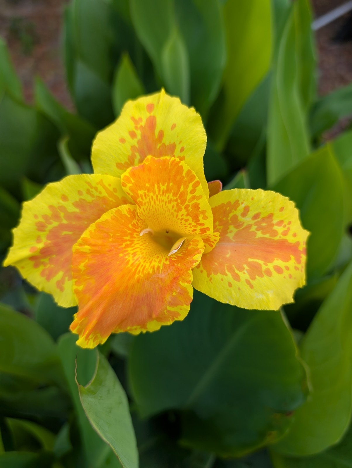 BULK 24+ Canna Rooted Rhizomes bulbs Variety Pack Red Yellow Orange Mixed Lot