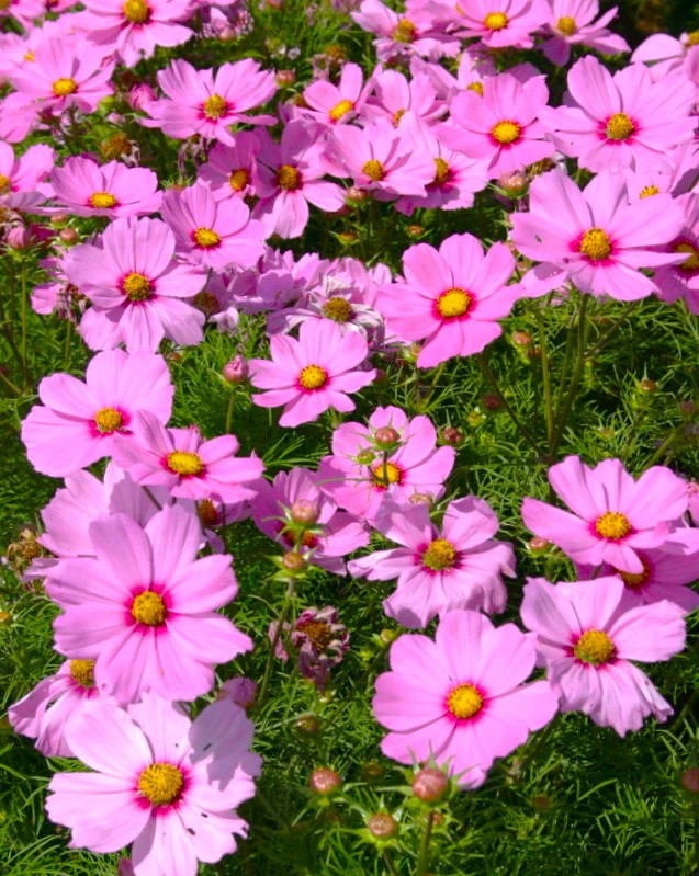 Pink Early Summer Cosmos (Dwarf) Seeds – For 2026 Planting Pink Wildflower