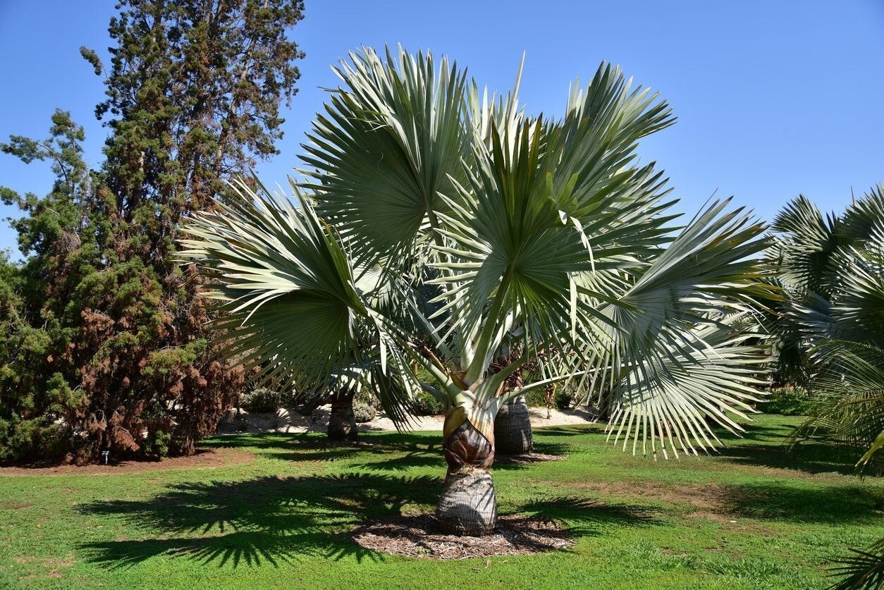 Silver Bismarckia Palm Tree – 5 Seeds, Bismarckia Nobilis 2024