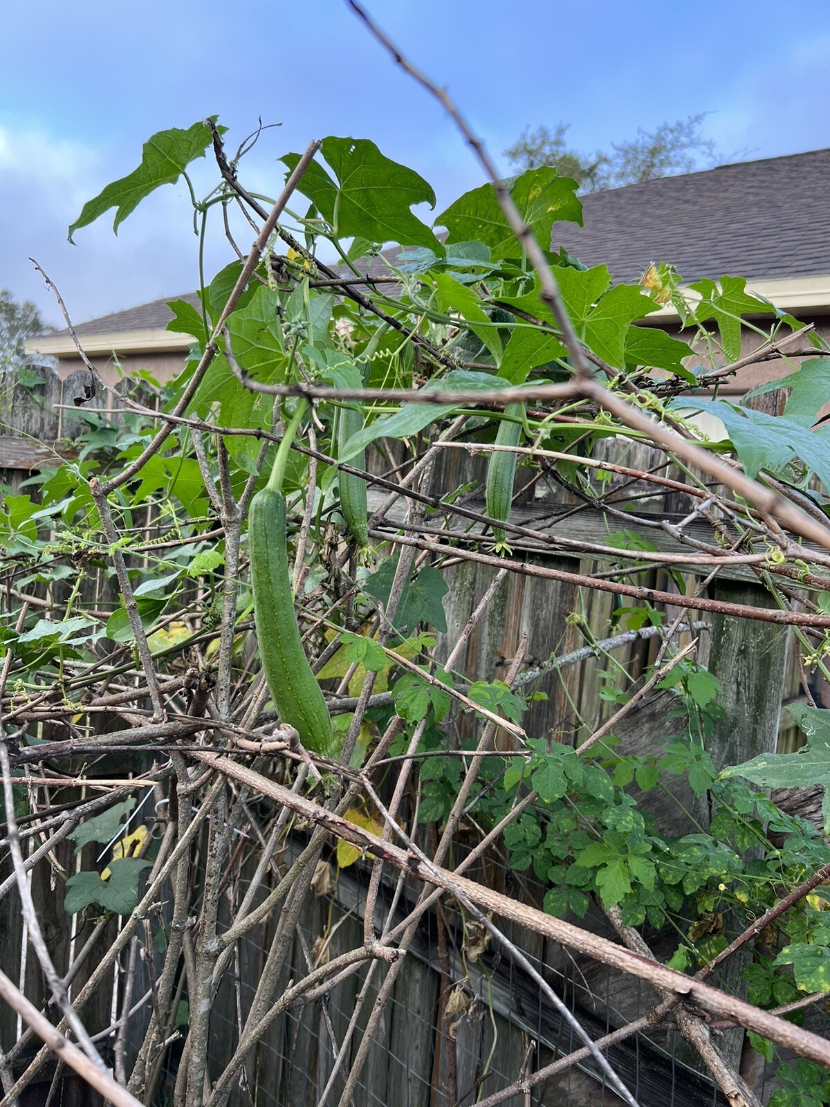 20 Luffa Gourd Seeds / Mướp Hương US Seller