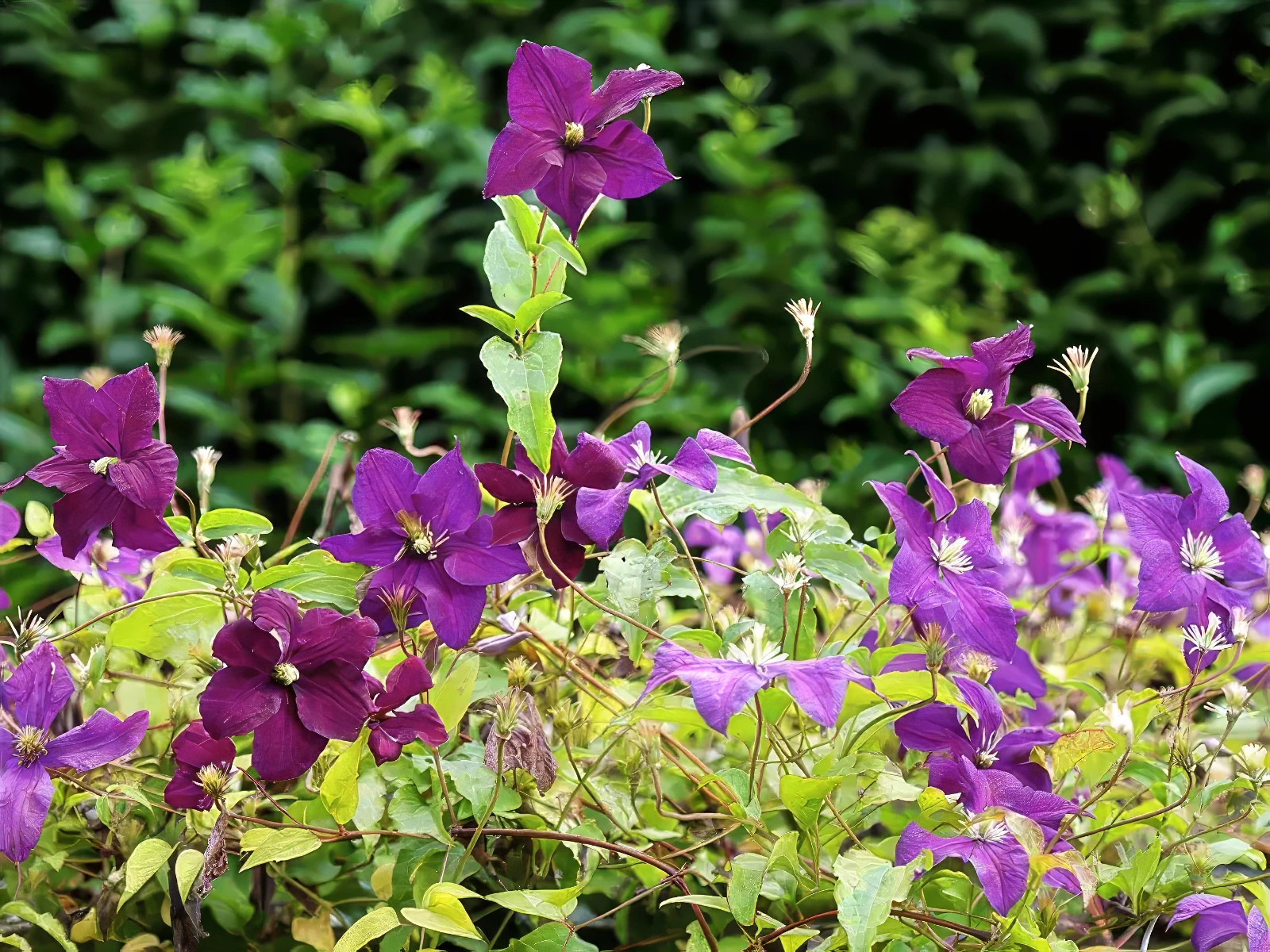 Purple Clematis viticella Seeds, Italian Leather Flower, Hardy – 4 Climber Vine