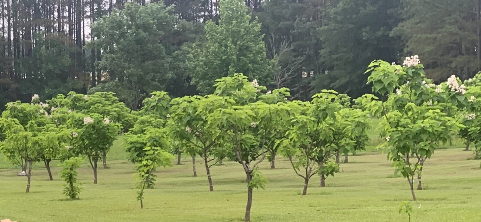 Catalpa, Southern Catalpa Tree Seeds, (For Raising Catalpa Worms) Catfish Candy