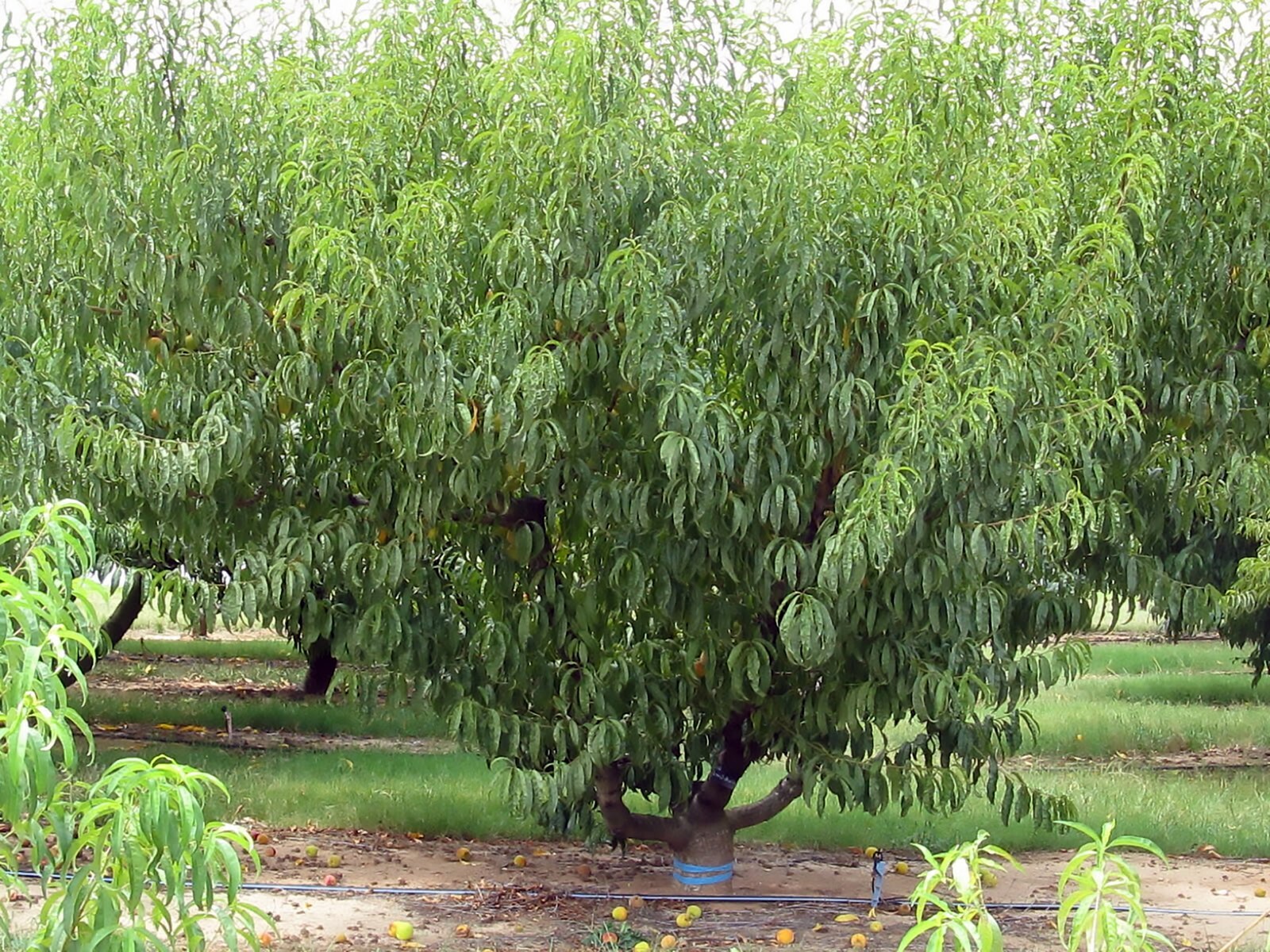 Nemaguard Peach, Prunus persica nemaguard, Seeds