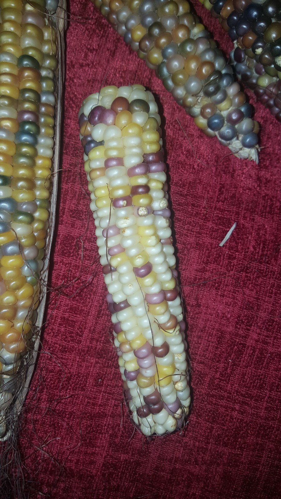 50 Cherokee Glass Gem Corn Seed, Kentucky Grown, USA, Non GMO 2019 crop.