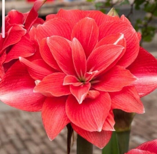 DOUBLE DREAM Extra Large Amaryllis 30/32 cm Bulb – US Seller