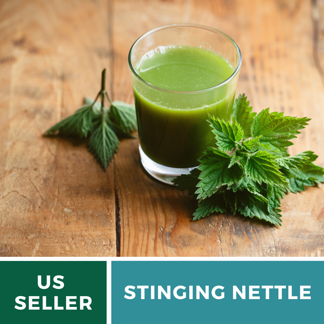 Stinging Nettle – 100 Seeds – Culinary& Medicinal Herb – GMO Free -Urtica Dioica