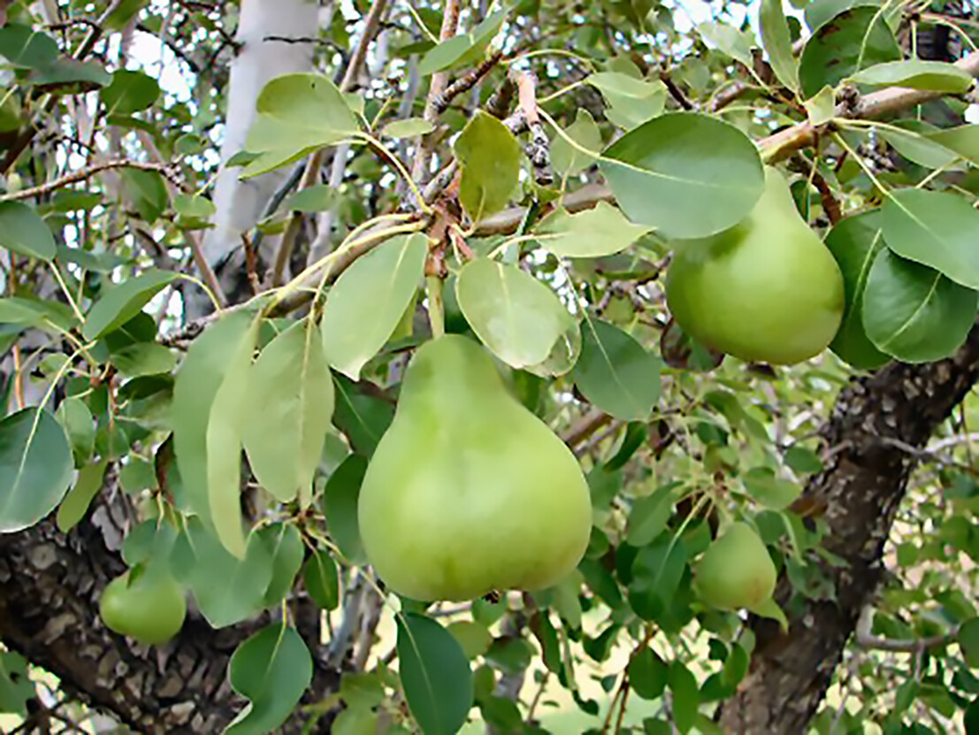 Bartlett Pear, Pyrus communis, Tree Seeds