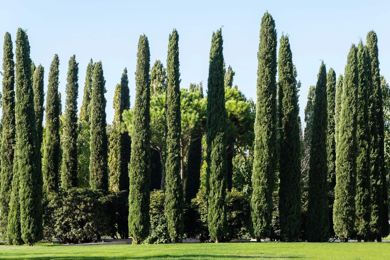20 MEDITERRANEAN CYPRESS TREE Italian Pencil Pine Cupressus Sempervirens Seeds