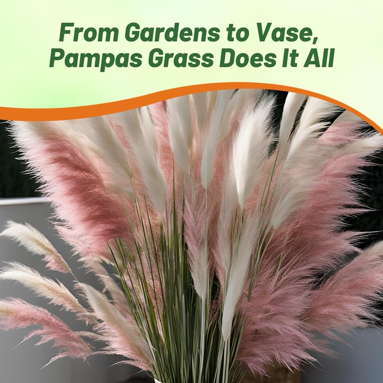 Mix Pampas Grass Seeds – 1,000 Pcs. Perennial, Drought-Tolerant Ornamental Gr…