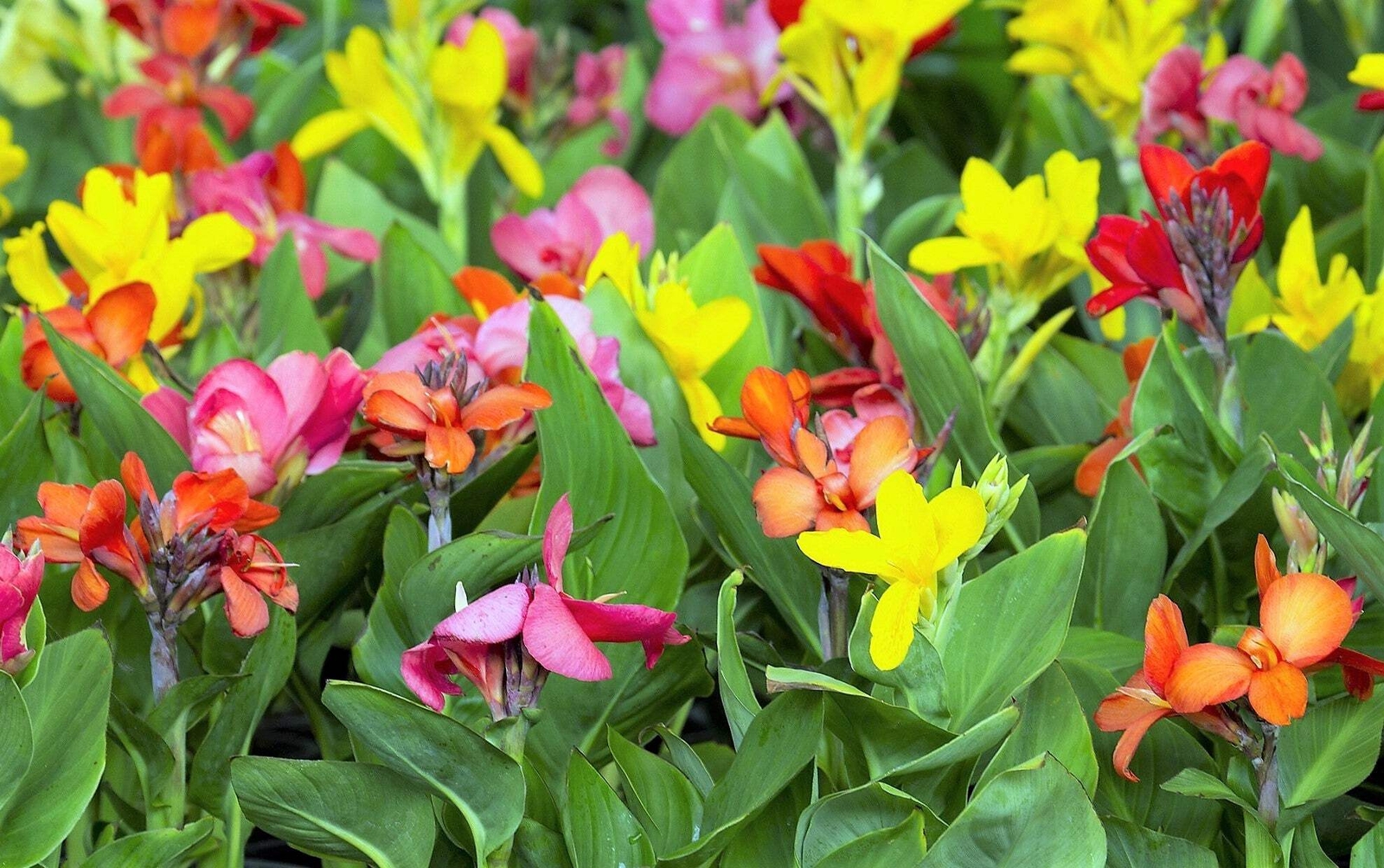 5 MIXED CANNA LILY Generalis Mix Colors Red Yellow Hummingbird Flower Seeds