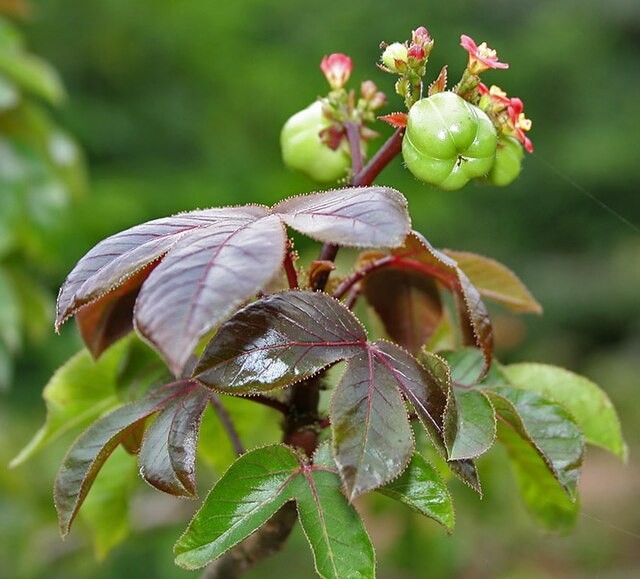 30x Jatropha gossypiifolia seed, Tua Tua, Bellyache Bush, tropical tree seeds.